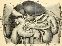 Picture 41 of 214 from Handbook of physiology : for students and practitioners of medicine / by Austin Flint ... with two hundred and forty-seven illustrations in the text--including four in colors--and an atlas of sixteen color-plates, including forty-eight original figures taken from actual stained microscopical preparation. (1905), leaf 253