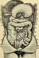 Picture 42 of 214 from Handbook of physiology : for students and practitioners of medicine / by Austin Flint ... with two hundred and forty-seven illustrations in the text--including four in colors--and an atlas of sixteen color-plates, including forty-eight original figures taken from actual stained microscopical preparation. (1905), leaf 262