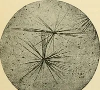 Picture 43 of 214 from Handbook of physiology : for students and practitioners of medicine / by Austin Flint ... with two hundred and forty-seven illustrations in the text--including four in colors--and an atlas of sixteen color-plates, including forty-eight original figures taken from actual stained microscopical preparation. (1905), leaf 270