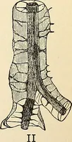 An illustration from Handbook of physiology : for students and practitioners of medicine / by Austin Flint ... with two hundred and forty-seven illustrations in the text--including four in colors--and an atlas of sixteen color-plates, including forty-eight original figures taken from actual stained microscopical preparation. (1905)