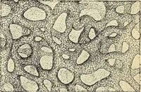 An illustration from Handbook of physiology : for students and practitioners of medicine / by Austin Flint ... with two hundred and forty-seven illustrations in the text--including four in colors--and an atlas of sixteen color-plates, including forty-eight original figures taken from actual stained microscopical preparation. (1905)