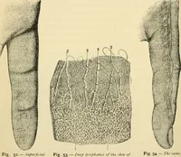 Picture 47 of 214 from Handbook of physiology : for students and practitioners of medicine / by Austin Flint ... with two hundred and forty-seven illustrations in the text--including four in colors--and an atlas of sixteen color-plates, including forty-eight original figures taken from actual stained microscopical preparation. (1905), leaf 280