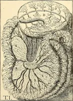 An illustration from Handbook of physiology : for students and practitioners of medicine / by Austin Flint ... with two hundred and forty-seven illustrations in the text--including four in colors--and an atlas of sixteen color-plates, including forty-eight original figures taken from actual stained microscopical preparation. (1905)