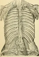 Picture 49 of 214 from Handbook of physiology : for students and practitioners of medicine / by Austin Flint ... with two hundred and forty-seven illustrations in the text--including four in colors--and an atlas of sixteen color-plates, including forty-eight original figures taken from actual stained microscopical preparation. (1905), leaf 284
