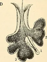An illustration from Handbook of physiology : for students and practitioners of medicine / by Austin Flint ... with two hundred and forty-seven illustrations in the text--including four in colors--and an atlas of sixteen color-plates, including forty-eight original figures taken from actual stained microscopical preparation. (1905)