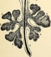 An illustration from Handbook of physiology : for students and practitioners of medicine / by Austin Flint ... with two hundred and forty-seven illustrations in the text--including four in colors--and an atlas of sixteen color-plates, including forty-eight original figures taken from actual stained microscopical preparation. (1905)