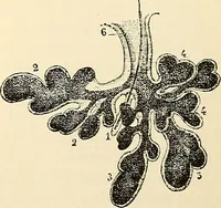 An illustration from Handbook of physiology : for students and practitioners of medicine / by Austin Flint ... with two hundred and forty-seven illustrations in the text--including four in colors--and an atlas of sixteen color-plates, including forty-eight original figures taken from actual stained microscopical preparation. (1905)
