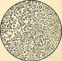 An illustration from Handbook of physiology : for students and practitioners of medicine / by Austin Flint ... with two hundred and forty-seven illustrations in the text--including four in colors--and an atlas of sixteen color-plates, including forty-eight original figures taken from actual stained microscopical preparation. (1905)