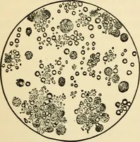 An illustration from Handbook of physiology : for students and practitioners of medicine / by Austin Flint ... with two hundred and forty-seven illustrations in the text--including four in colors--and an atlas of sixteen color-plates, including forty-eight original figures taken from actual stained microscopical preparation. (1905)