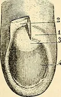 Picture 56 of 214 from Handbook of physiology : for students and practitioners of medicine / by Austin Flint ... with two hundred and forty-seven illustrations in the text--including four in colors--and an atlas of sixteen color-plates, including forty-eight original figures taken from actual stained microscopical preparation. (1905), leaf 345