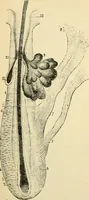 An illustration from Handbook of physiology : for students and practitioners of medicine / by Austin Flint ... with two hundred and forty-seven illustrations in the text--including four in colors--and an atlas of sixteen color-plates, including forty-eight original figures taken from actual stained microscopical preparation. (1905)