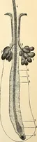 An illustration from Handbook of physiology : for students and practitioners of medicine / by Austin Flint ... with two hundred and forty-seven illustrations in the text--including four in colors--and an atlas of sixteen color-plates, including forty-eight original figures taken from actual stained microscopical preparation. (1905)