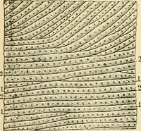 Picture 59 of 214 from Handbook of physiology : for students and practitioners of medicine / by Austin Flint ... with two hundred and forty-seven illustrations in the text--including four in colors--and an atlas of sixteen color-plates, including forty-eight original figures taken from actual stained microscopical preparation. (1905), leaf 352