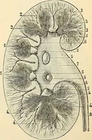 Picture 60 of 214 from Handbook of physiology : for students and practitioners of medicine / by Austin Flint ... with two hundred and forty-seven illustrations in the text--including four in colors--and an atlas of sixteen color-plates, including forty-eight original figures taken from actual stained microscopical preparation. (1905), leaf 359