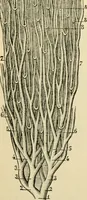 An illustration from Handbook of physiology : for students and practitioners of medicine / by Austin Flint ... with two hundred and forty-seven illustrations in the text--including four in colors--and an atlas of sixteen color-plates, including forty-eight original figures taken from actual stained microscopical preparation. (1905)