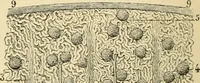 Picture 62 of 214 from Handbook of physiology : for students and practitioners of medicine / by Austin Flint ... with two hundred and forty-seven illustrations in the text--including four in colors--and an atlas of sixteen color-plates, including forty-eight original figures taken from actual stained microscopical preparation. (1905), leaf 360