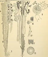 An illustration from Handbook of physiology : for students and practitioners of medicine / by Austin Flint ... with two hundred and forty-seven illustrations in the text--including four in colors--and an atlas of sixteen color-plates, including forty-eight original figures taken from actual stained microscopical preparation. (1905)