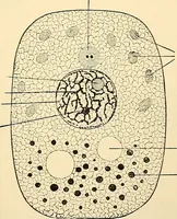 Picture 2 of 214 from Handbook of physiology : for students and practitioners of medicine / by Austin Flint ... with two hundred and forty-seven illustrations in the text--including four in colors--and an atlas of sixteen color-plates, including forty-eight original figures taken from actual stained microscopical preparation. (1905), leaf 39