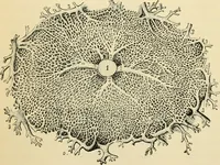 An illustration from Handbook of physiology : for students and practitioners of medicine / by Austin Flint ... with two hundred and forty-seven illustrations in the text--including four in colors--and an atlas of sixteen color-plates, including forty-eight original figures taken from actual stained microscopical preparation. (1905)