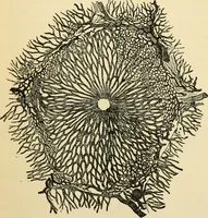 An illustration from Handbook of physiology : for students and practitioners of medicine / by Austin Flint ... with two hundred and forty-seven illustrations in the text--including four in colors--and an atlas of sixteen color-plates, including forty-eight original figures taken from actual stained microscopical preparation. (1905)