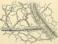 Picture 67 of 214 from Handbook of physiology : for students and practitioners of medicine / by Austin Flint ... with two hundred and forty-seven illustrations in the text--including four in colors--and an atlas of sixteen color-plates, including forty-eight original figures taken from actual stained microscopical preparation. (1905), leaf 397