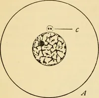 An illustration from Handbook of physiology : for students and practitioners of medicine / by Austin Flint ... with two hundred and forty-seven illustrations in the text--including four in colors--and an atlas of sixteen color-plates, including forty-eight original figures taken from actual stained microscopical preparation. (1905)