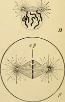 Picture 5 of 214 from Handbook of physiology : for students and practitioners of medicine / by Austin Flint ... with two hundred and forty-seven illustrations in the text--including four in colors--and an atlas of sixteen color-plates, including forty-eight original figures taken from actual stained microscopical preparation. (1905), leaf 40