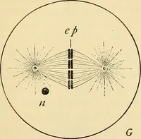 An illustration from Handbook of physiology : for students and practitioners of medicine / by Austin Flint ... with two hundred and forty-seven illustrations in the text--including four in colors--and an atlas of sixteen color-plates, including forty-eight original figures taken from actual stained microscopical preparation. (1905)
