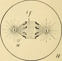Picture 7 of 214 from Handbook of physiology : for students and practitioners of medicine / by Austin Flint ... with two hundred and forty-seven illustrations in the text--including four in colors--and an atlas of sixteen color-plates, including forty-eight original figures taken from actual stained microscopical preparation. (1905), leaf 42