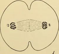 An illustration from Handbook of physiology : for students and practitioners of medicine / by Austin Flint ... with two hundred and forty-seven illustrations in the text--including four in colors--and an atlas of sixteen color-plates, including forty-eight original figures taken from actual stained microscopical preparation. (1905)