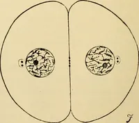 Picture 9 of 214 from Handbook of physiology : for students and practitioners of medicine / by Austin Flint ... with two hundred and forty-seven illustrations in the text--including four in colors--and an atlas of sixteen color-plates, including forty-eight original figures taken from actual stained microscopical preparation. (1905), leaf 42