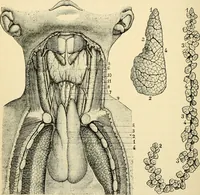 An illustration from Handbook of physiology : for students and practitioners of medicine / by Austin Flint ... with two hundred and forty-seven illustrations in the text--including four in colors--and an atlas of sixteen color-plates, including forty-eight original figures taken from actual stained microscopical preparation. (1905)