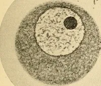 An illustration from Handbook of physiology : for students and practitioners of medicine / by Austin Flint ... with two hundred and forty-seven illustrations in the text--including four in colors--and an atlas of sixteen color-plates, including forty-eight original figures taken from actual stained microscopical preparation. (1905)