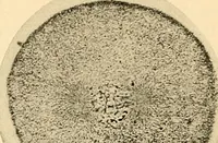 An illustration from Handbook of physiology : for students and practitioners of medicine / by Austin Flint ... with two hundred and forty-seven illustrations in the text--including four in colors--and an atlas of sixteen color-plates, including forty-eight original figures taken from actual stained microscopical preparation. (1905)