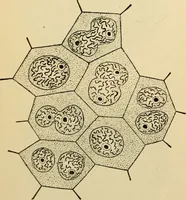 Picture 11 of 214 from Handbook of physiology : for students and practitioners of medicine / by Austin Flint ... with two hundred and forty-seven illustrations in the text--including four in colors--and an atlas of sixteen color-plates, including forty-eight original figures taken from actual stained microscopical preparation. (1905), leaf 44
