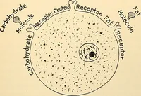 Picture 12 of 214 from Handbook of physiology : for students and practitioners of medicine / by Austin Flint ... with two hundred and forty-seven illustrations in the text--including four in colors--and an atlas of sixteen color-plates, including forty-eight original figures taken from actual stained microscopical preparation. (1905), leaf 45