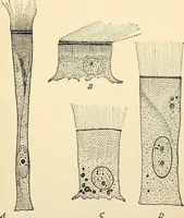 An illustration from Handbook of physiology : for students and practitioners of medicine / by Austin Flint ... with two hundred and forty-seven illustrations in the text--including four in colors--and an atlas of sixteen color-plates, including forty-eight original figures taken from actual stained microscopical preparation. (1905)