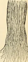 Picture 69 of 214 from Handbook of physiology : for students and practitioners of medicine / by Austin Flint ... with two hundred and forty-seven illustrations in the text--including four in colors--and an atlas of sixteen color-plates, including forty-eight original figures taken from actual stained microscopical preparation. (1905), leaf 453