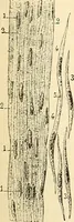 An illustration from Handbook of physiology : for students and practitioners of medicine / by Austin Flint ... with two hundred and forty-seven illustrations in the text--including four in colors--and an atlas of sixteen color-plates, including forty-eight original figures taken from actual stained microscopical preparation. (1905)