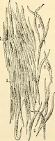 Picture 72 of 214 from Handbook of physiology : for students and practitioners of medicine / by Austin Flint ... with two hundred and forty-seven illustrations in the text--including four in colors--and an atlas of sixteen color-plates, including forty-eight original figures taken from actual stained microscopical preparation. (1905), leaf 455