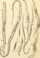 Picture 73 of 214 from Handbook of physiology : for students and practitioners of medicine / by Austin Flint ... with two hundred and forty-seven illustrations in the text--including four in colors--and an atlas of sixteen color-plates, including forty-eight original figures taken from actual stained microscopical preparation. (1905), leaf 455