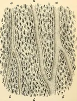 An illustration from Handbook of physiology : for students and practitioners of medicine / by Austin Flint ... with two hundred and forty-seven illustrations in the text--including four in colors--and an atlas of sixteen color-plates, including forty-eight original figures taken from actual stained microscopical preparation. (1905)