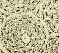 An illustration from Handbook of physiology : for students and practitioners of medicine / by Austin Flint ... with two hundred and forty-seven illustrations in the text--including four in colors--and an atlas of sixteen color-plates, including forty-eight original figures taken from actual stained microscopical preparation. (1905)