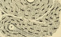 Picture 77 of 214 from Handbook of physiology : for students and practitioners of medicine / by Austin Flint ... with two hundred and forty-seven illustrations in the text--including four in colors--and an atlas of sixteen color-plates, including forty-eight original figures taken from actual stained microscopical preparation. (1905), leaf 468