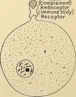Picture 13 of 214 from Handbook of physiology : for students and practitioners of medicine / by Austin Flint ... with two hundred and forty-seven illustrations in the text--including four in colors--and an atlas of sixteen color-plates, including forty-eight original figures taken from actual stained microscopical preparation. (1905), leaf 47