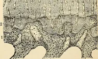 An illustration from Handbook of physiology : for students and practitioners of medicine / by Austin Flint ... with two hundred and forty-seven illustrations in the text--including four in colors--and an atlas of sixteen color-plates, including forty-eight original figures taken from actual stained microscopical preparation. (1905)