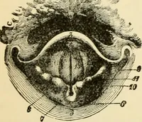 An illustration from Handbook of physiology : for students and practitioners of medicine / by Austin Flint ... with two hundred and forty-seven illustrations in the text--including four in colors--and an atlas of sixteen color-plates, including forty-eight original figures taken from actual stained microscopical preparation. (1905)