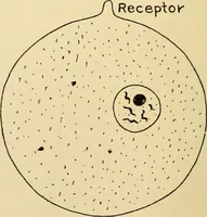 Picture 14 of 214 from Handbook of physiology : for students and practitioners of medicine / by Austin Flint ... with two hundred and forty-seven illustrations in the text--including four in colors--and an atlas of sixteen color-plates, including forty-eight original figures taken from actual stained microscopical preparation. (1905), leaf 48