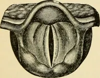 Picture 81 of 214 from Handbook of physiology : for students and practitioners of medicine / by Austin Flint ... with two hundred and forty-seven illustrations in the text--including four in colors--and an atlas of sixteen color-plates, including forty-eight original figures taken from actual stained microscopical preparation. (1905), leaf 484