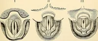 An illustration from Handbook of physiology : for students and practitioners of medicine / by Austin Flint ... with two hundred and forty-seven illustrations in the text--including four in colors--and an atlas of sixteen color-plates, including forty-eight original figures taken from actual stained microscopical preparation. (1905)